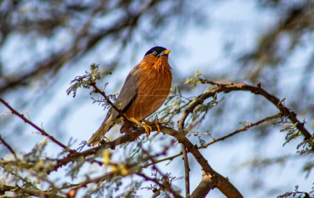 Brahminy Starling in natural habitat. Brahminy Starling: India s dazzling jewel, a symphony of feathers & folklor