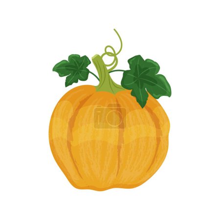 Yellow orange pumpkin with leaves and shoots, autumn vegetable harvest, vector illustration on a white background isolate.