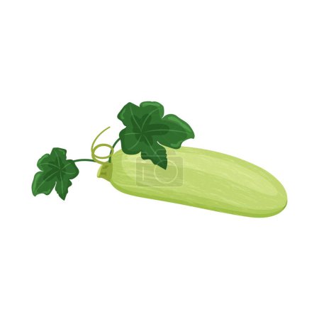 Zucchini with leaves autumn vegetable, Harvest squash on a white background. Vector illustration.