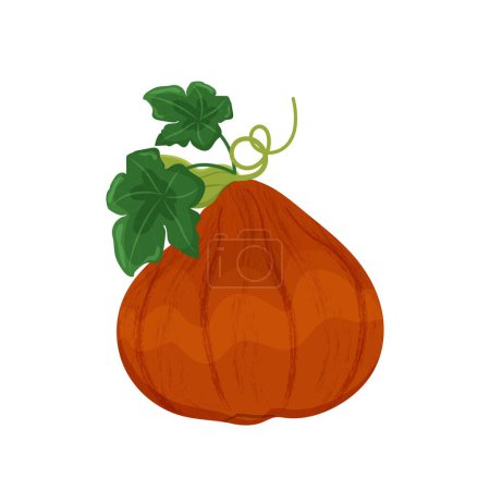 Yellow orange pumpkin with leaves and shoots, autumn vegetable harvest, vector illustration on a white background isolate.