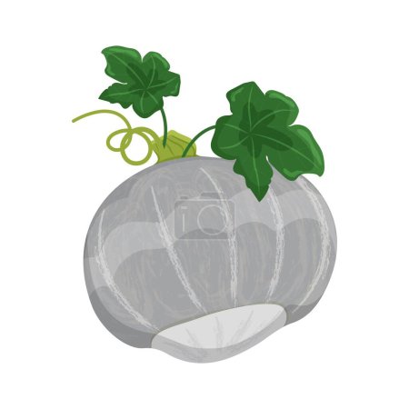 Striped pumpkin with leaves and shoots, autumn vegetable harvest, vector illustration on a white background isolate.