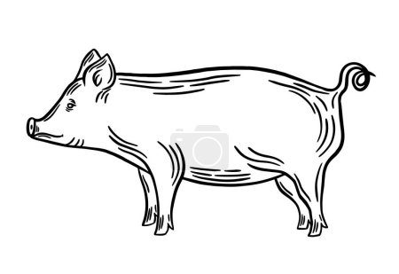 Ilustración vectorial de contorno negro cerdo. Arte de línea de cerdo, grabado, silueta