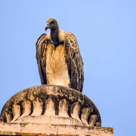 Photo for Indian Vulture or long billed vulture or Gyps indicus close up or portrait at Royal Cenotaphs Chhatris of Orchha, Madhya Pradesh, India, Orchha the lost city of India - Royalty Free Image