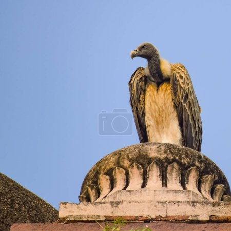 Photo for Indian Vulture or long billed vulture or Gyps indicus close up or portrait at Royal Cenotaphs Chhatris of Orchha, Madhya Pradesh, India, Orchha the lost city of India - Royalty Free Image