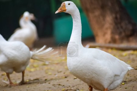 Foto de Close up White ducks inside Lodhi Garden Delhi India, see the details and expressions of ducks during evening times - Imagen libre de derechos