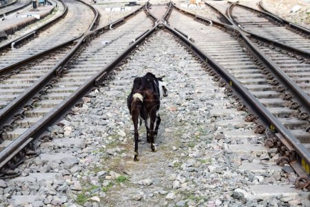 Vue sur les voies ferrées du train depuis le milieu de la journée à la gare de Kathgodam en Inde, Vue sur la voie ferrée du train, Carrefour ferroviaire indien, Industrie lourde