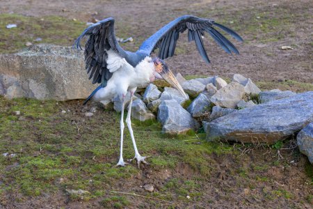 Photo for Leptoptilos crumeniferus - stork-like bird standing head-on on grass with wings slightly spread - Royalty Free Image