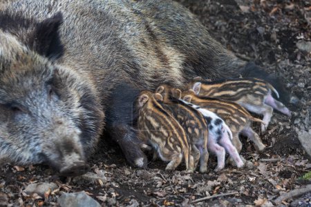 Foto de Pequeños lechones recién nacidos acostados a su lado amamantando de su gran madre de cerdo. - Imagen libre de derechos