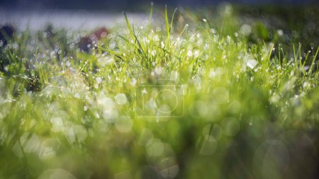 Spring green grass with dew drops in beautiful backlight. Poster 647936608
