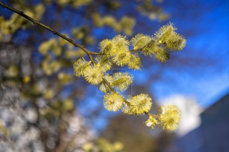 Foto de Flores amarillas de Salix caprea creciendo en una rama en el fondo de un cielo azul primaveral - Imagen libre de derechos