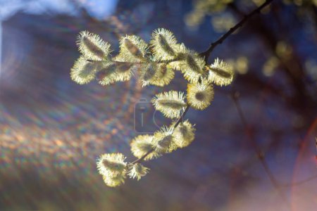 Foto de Flores amarillas de Salix caprea creciendo en una rama en el fondo de un cielo azul primaveral - Imagen libre de derechos