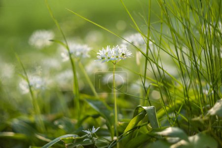 Foto de Allium ursinum - flores de ajo blanco creciendo en un prado en el bosque en una hermosa luz de fondo del sol poniente. - Imagen libre de derechos