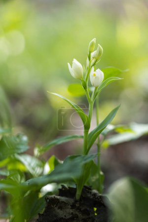Téléchargez les photos : Cephalanthera damasonium - une orchidée sauvage avec de petites fleurs blanches poussant dans une prairie. - en image libre de droit
