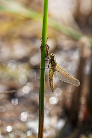 Foto de Orthetrum - una libélula recién nacida sentada sobre una brizna de hierba secando sus alas. - Imagen libre de derechos