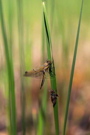 Foto de Libélula, libélula incubadora que se pega a los tallos de las cañas verdes. Hermoso bokeh en el fondo. - Imagen libre de derechos