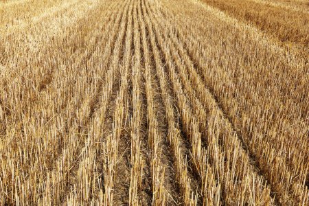 Photo for A harvested field from rye and on it a stubble of straw and tracks from a tractor. - Royalty Free Image