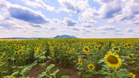 Téléchargez les photos : Un beau champ jaune de tournesols et en arrière-plan les montagnes Palava avec un beau ciel à la mode avec des nuages blancs. - en image libre de droit