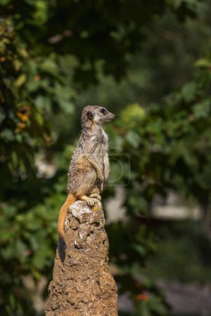 Photo for Suricata suricatta - A meerkat sitting on a narrow long trunk and guarding the trunk against danger. Beautiful bokeh. - Royalty Free Image