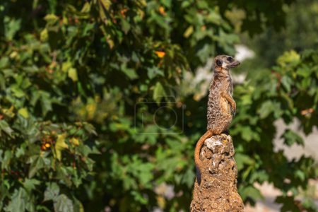 Photo for Suricata suricatta - A meerkat sitting on a narrow long trunk and guarding the trunk against danger. Beautiful bokeh. - Royalty Free Image