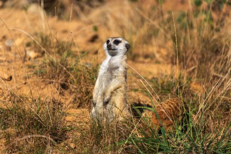 Photo for Suricata suricatta - Meerkat sitting on the ground in the grass and guarding the trunk from danger. Beautiful bokeh. - Royalty Free Image