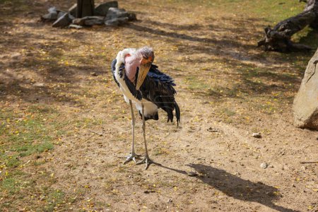 Photo for Leptoptilos - stork-like bird standing head-on on grass with wings slightly spread - Royalty Free Image