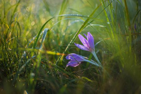 Foto de Colchicum otoñal - flores de Colchicum púrpura creciendo en un prado con rocío matutino y hermoso bokeh - Imagen libre de derechos