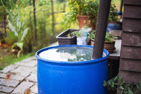 Foto de La captura de agua de lluvia en un barril azul desde el techo en el jardín. - Imagen libre de derechos