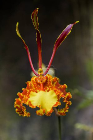 Eine gelb-orange, wilde Orchideenblume schafft eine abstrakte Ansicht, die auf einem langen Stiel wächst, mit grünen Blättern im Hintergrund..