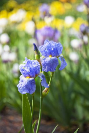 flores de iris azul claro creciendo en el jardín, en el fondo un hermoso bokeh colorido formando más flores de iris.