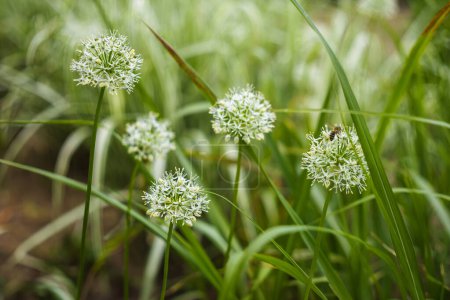 Allium - white round flowers growing between the leaves of grass in the garden.