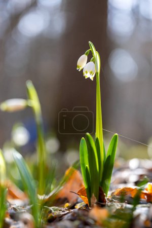 Leucojum vernum - white flowers growing in spring deciduous forest with beautiful bokeh. The first spring flower