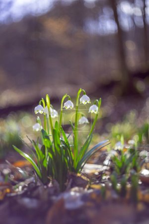 Leucojum vernum - a cluster of white flowers growing in a deciduous forest between trees in a beautiful backlight.