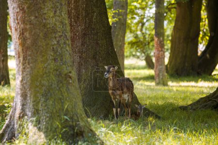Ovis aries musimon - une biche debout dans la forêt sous un arbre et regardant.