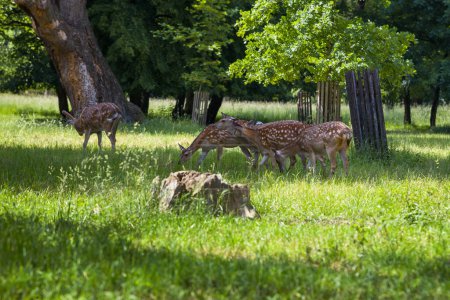 Cervus nippon - four young females grazing in a meadow in the forest and one male in the background.