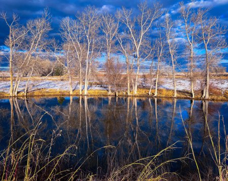 Photo for Bare trees reflect off a pond at Rocky Mountain Arsenal Wildlife Refuge - Royalty Free Image