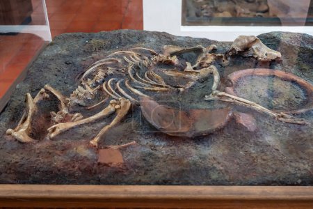 Téléchargez les photos : Squelette de chien sur le site Ban Non civilisation, Ban Non Wat qui est plus de 4000 ans, Non Sung District, Nakhon Ratchasima, Thaïlande. - en image libre de droit
