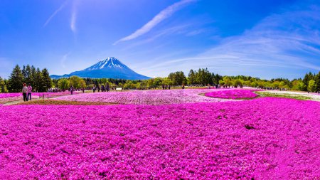 Foto de Yamanashi, Japón - 11 de mayo de 2015: Los turistas ven Japón Festival Shibazakura con el campo de musgo rosa de Sakura o flor de cerezo con la montaña Fuji Yamanashi, Japón - Imagen libre de derechos