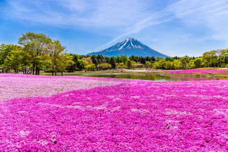 Foto de Japón Festival Shibazakura con el campo de musgo rosa de Sakura o flor de cerezo con Montaña Fuji Yamanashi, Japón - Imagen libre de derechos