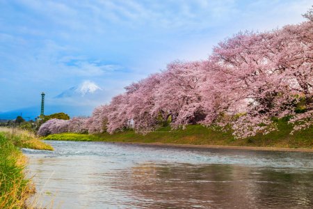 Schöne blühende Kirschblüten mit dem Fuji-Berg im Hintergrund und einem Urui-Fluss im Vordergrund sind ein beliebter Touristenort in Fuji City, Shizuoka Japan.