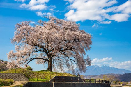 Wanizuka no Sakura grand cerisier de 330 ans en pleine floraison est un symbole de Nirasaki, Yamanashi Japon.