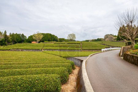 Une plantation de thé avec le mont Fuji en arrière-plan est un point de repère célèbre de Sizuoka City, Japon par une journée pluvieuse et nuageuse.