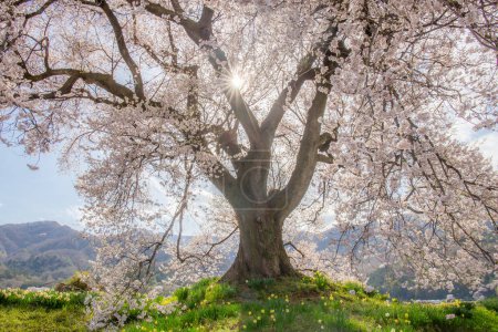 Wanizuka no Sakura large 330 year old cherry tree in full bloom is a symbol of Nirasaki, Yamanashi Japan.