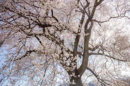 Photo for Sakura blooming on the big tree on a clear day for Wanizuka no Sakura large 330 year old cherry tree in full bloom is a symbol of Nirasaki, Yamanashi Japan. Copy space Background - Royalty Free Image