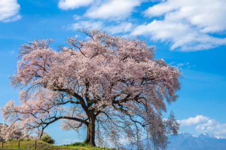 Wanizuka no Sakura großer 330 Jahre alter Kirschbaum in voller Blüte ist ein Symbol für Nirasaki, Yamanashi Japan.