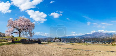 Panorama schöne Landschaft von Wanizuka no Sakura großer 330 Jahre alter Kirschbaum in voller Blüte ist ein Symbol von Nirasaki, Yamanashi Japan.