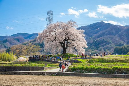 Photo for Yamanashi, Japan - April 7, 2024 : Locals and tourists visit Wanitsuka no Sakura A large 330 year old cherry tree with a view of the mountains and Mount Fuji behind in Yamanashi, Japan. - Royalty Free Image