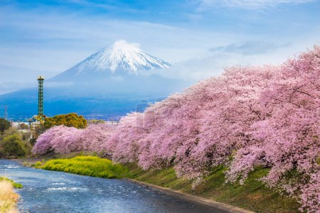 Beautiful blooming cherry blossoms with Mount Fuji in the background and a Urui river in the foreground is a popular tourist spot in Fuji City, Shizuoka Japan.