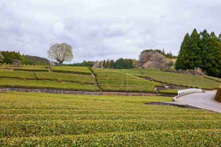 Une plantation de thé avec le mont Fuji en arrière-plan est un point de repère célèbre de Sizuoka City, Japon par une journée pluvieuse et nuageuse.