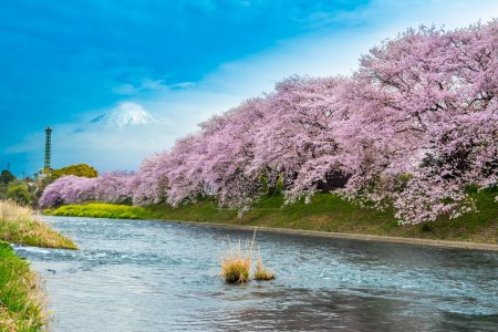 Beautiful blooming cherry blossoms with Mount Fuji in the background and a Urui river in the foreground is a popular tourist spot in Fuji City, Shizuoka Japan.