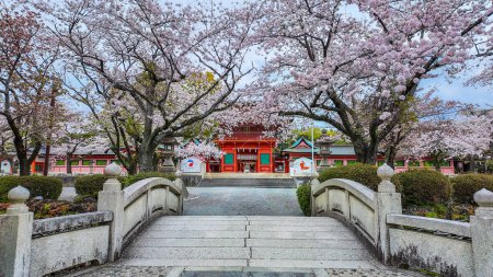 Foto de El frente floreciente de flores de cerezo tiene un hermoso puente en Fujisan Hongu Sengen Taisha Shinto Shrine en Fujinomiya famoso santuario y monumento Shizuoka Japón - Imagen libre de derechos